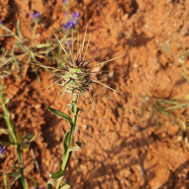 Centaurea sulphurea fruit
