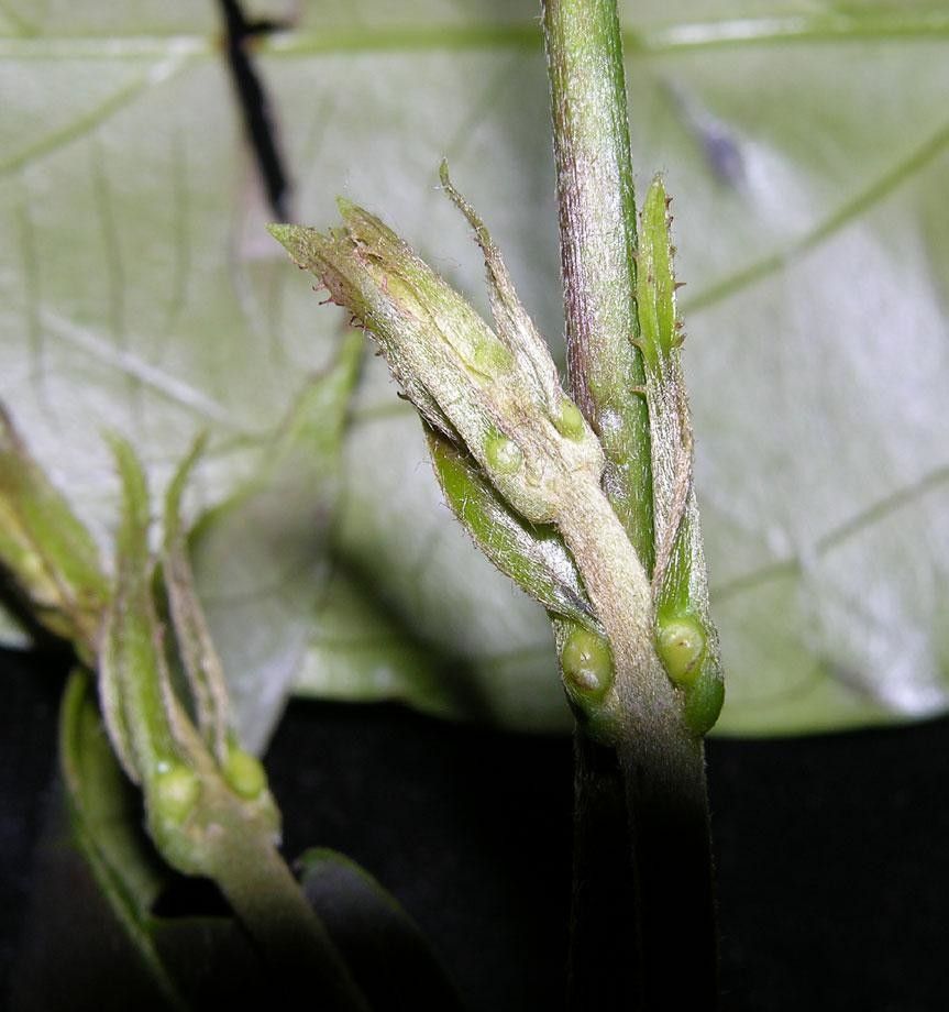 Banisteriopsis elegans fruit