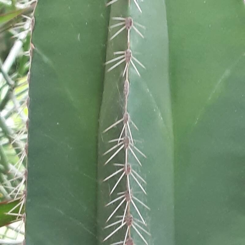 Isolatocereus dumortieri flower