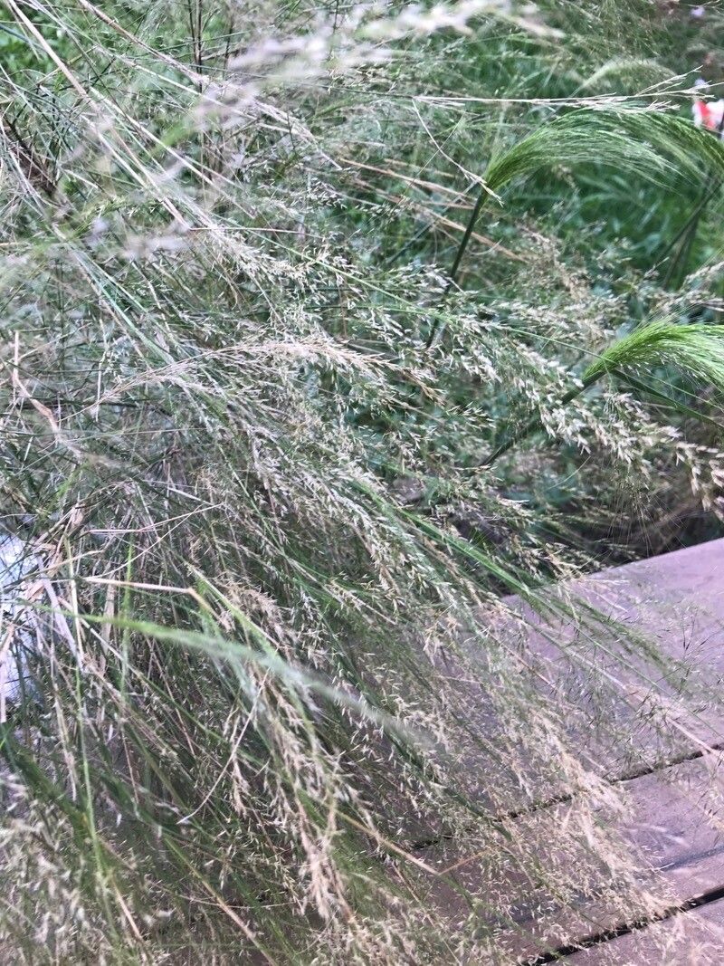 Austrostipa ramosissima — related species from the same genus
