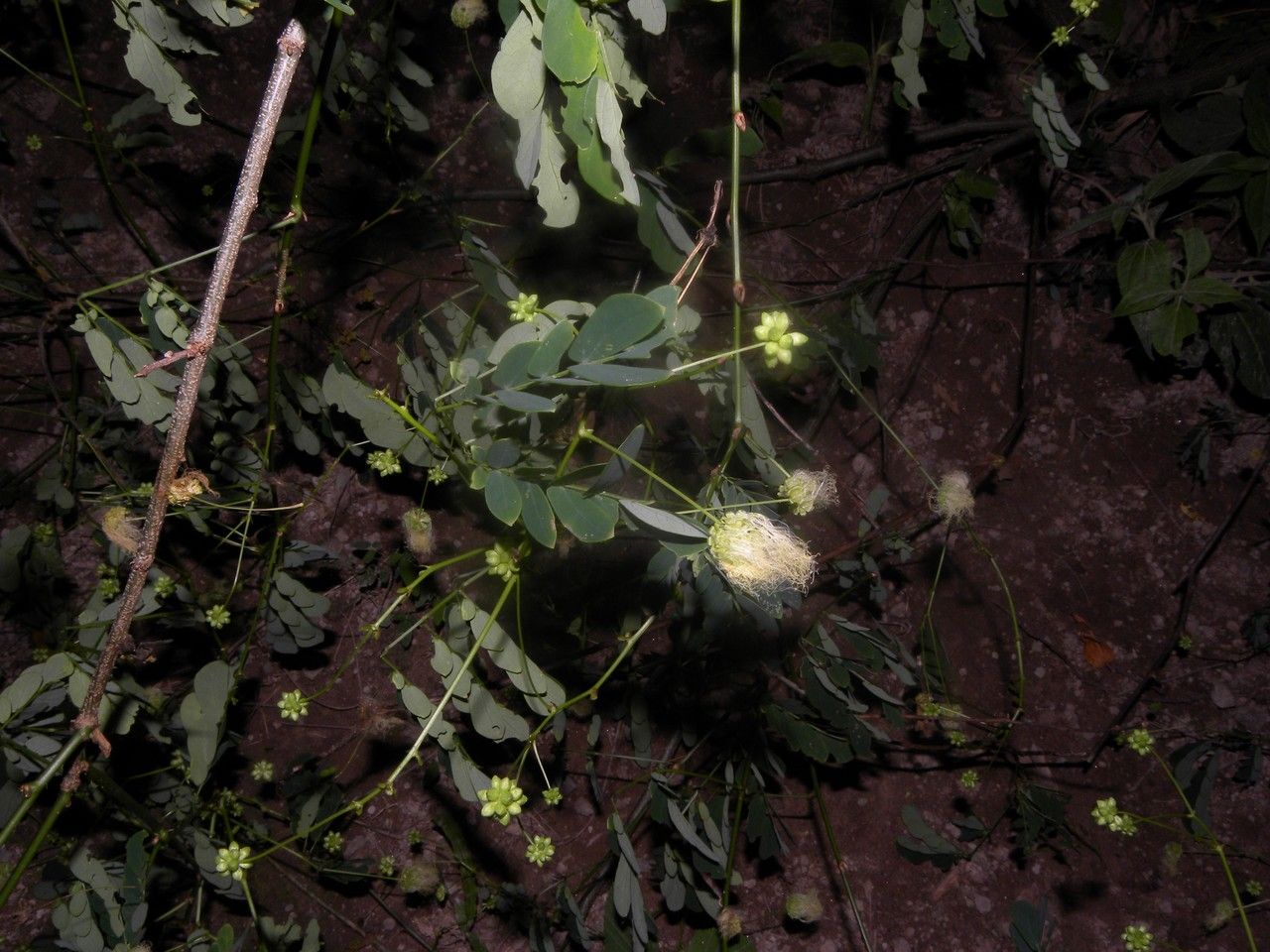 Zapoteca formosa habit