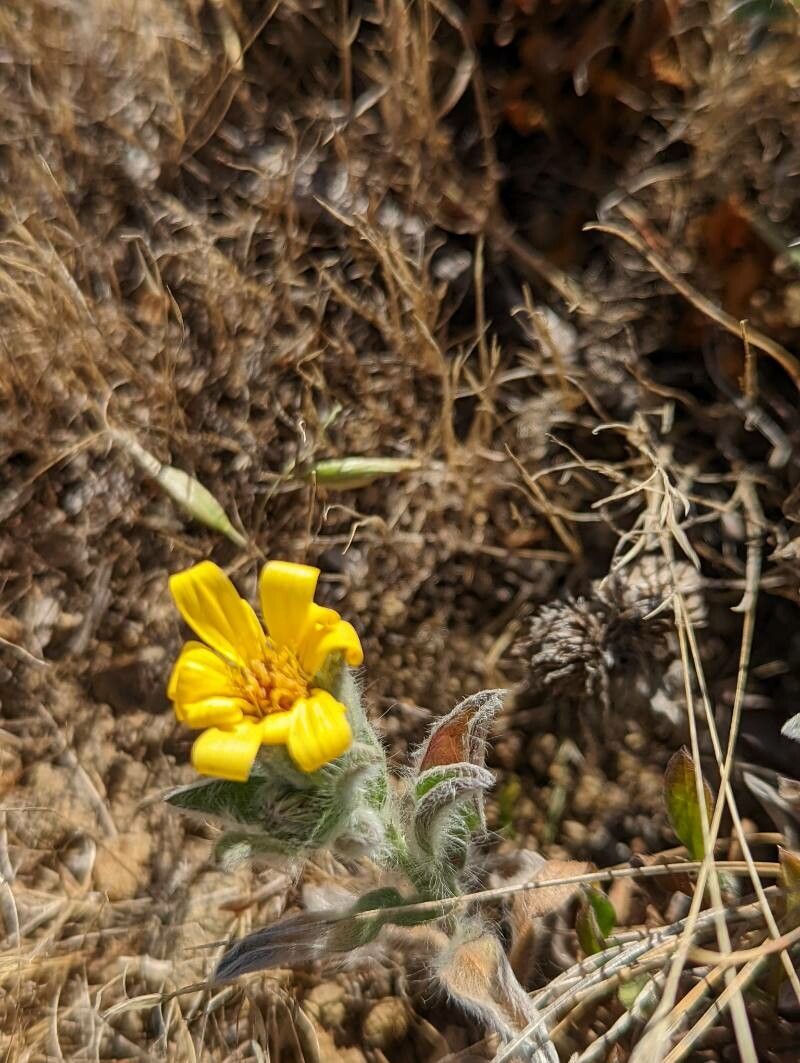 Heterotheca villosa flower