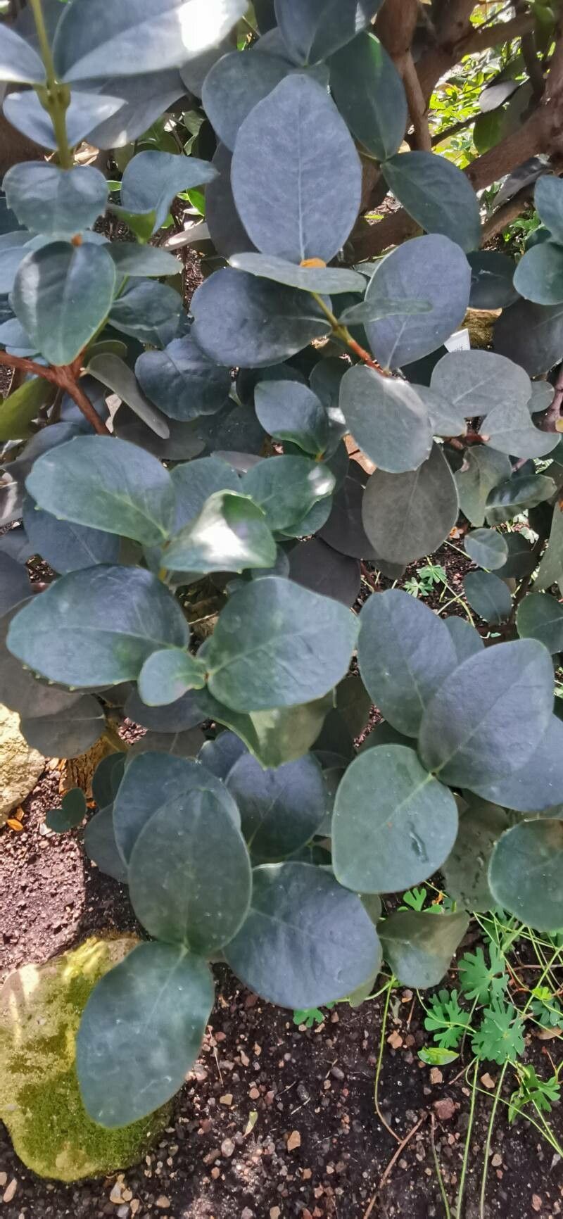 Maurocenia frangula — search result for 'Frangula'