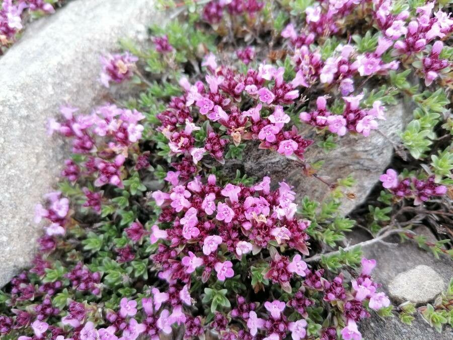 Thymus nervosus flower