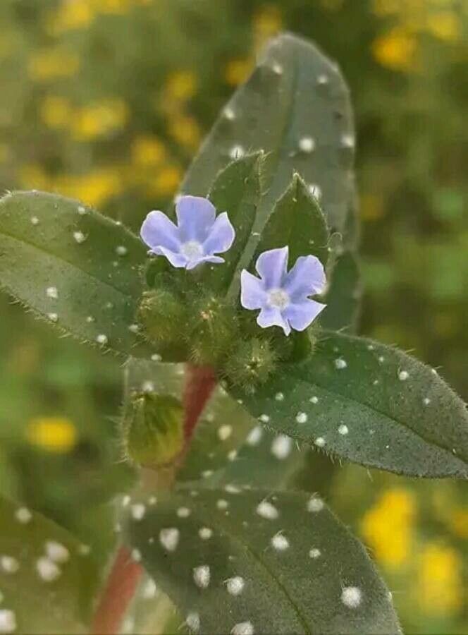 Nonea obtusifolia flower