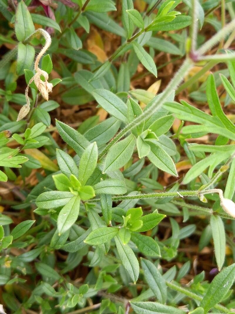 Cerastium scaranii — houseplant care guide