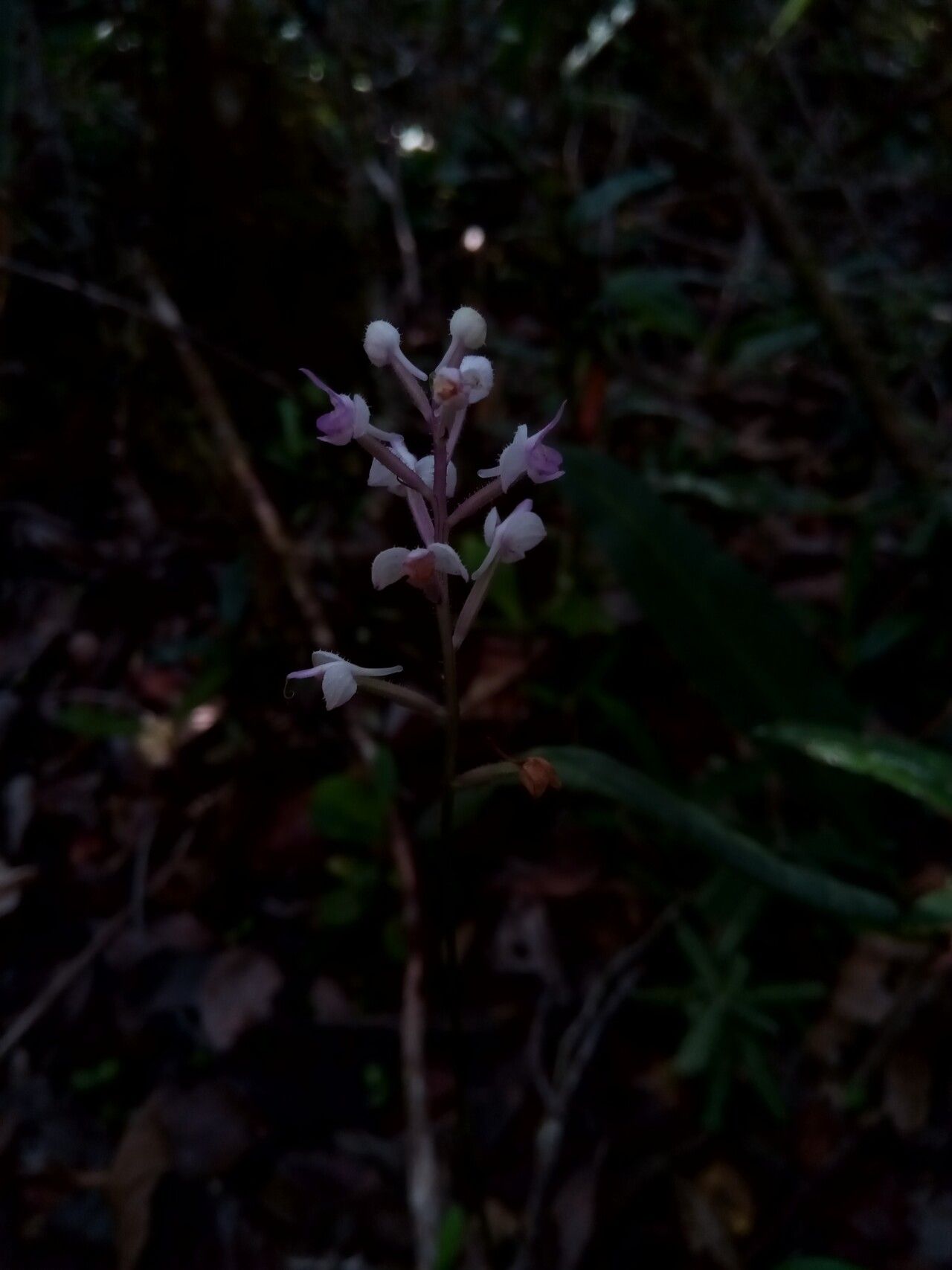 Cynorkis hologlossa — houseplant care guide