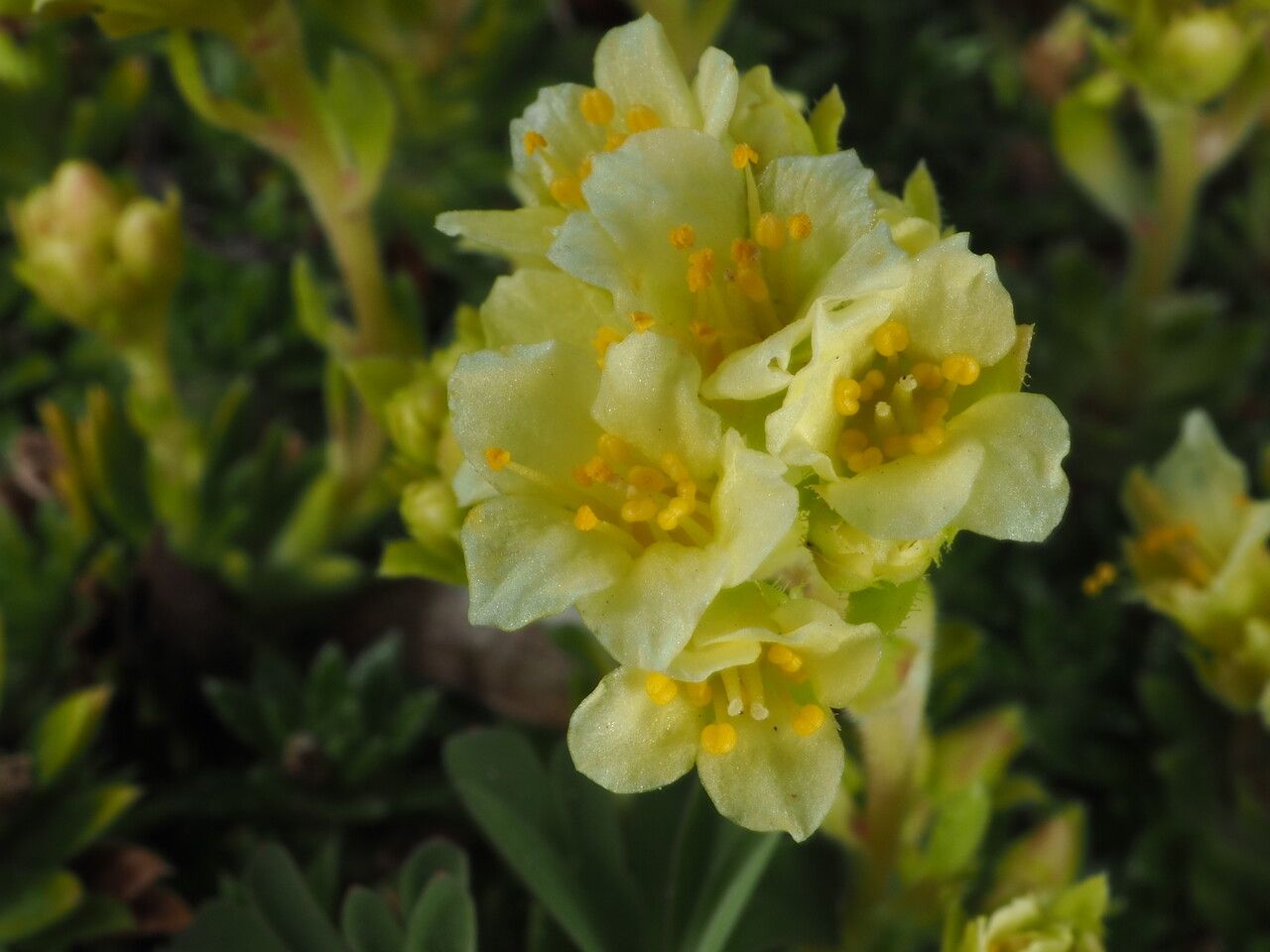 Saxifraga × apiculata — houseplant care guide