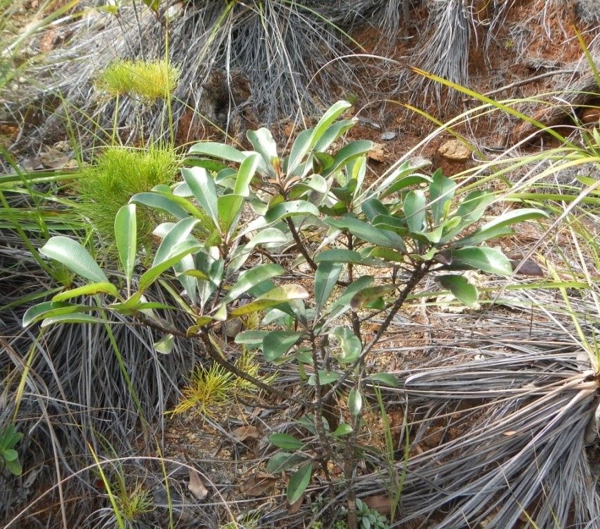 Thiollierea laureana habit