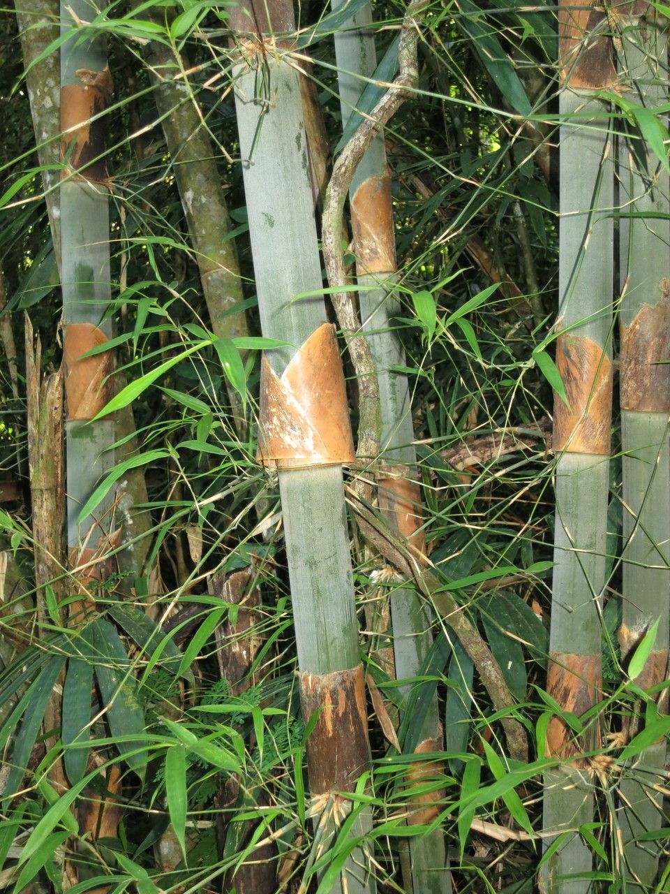 Melocanna arundina other