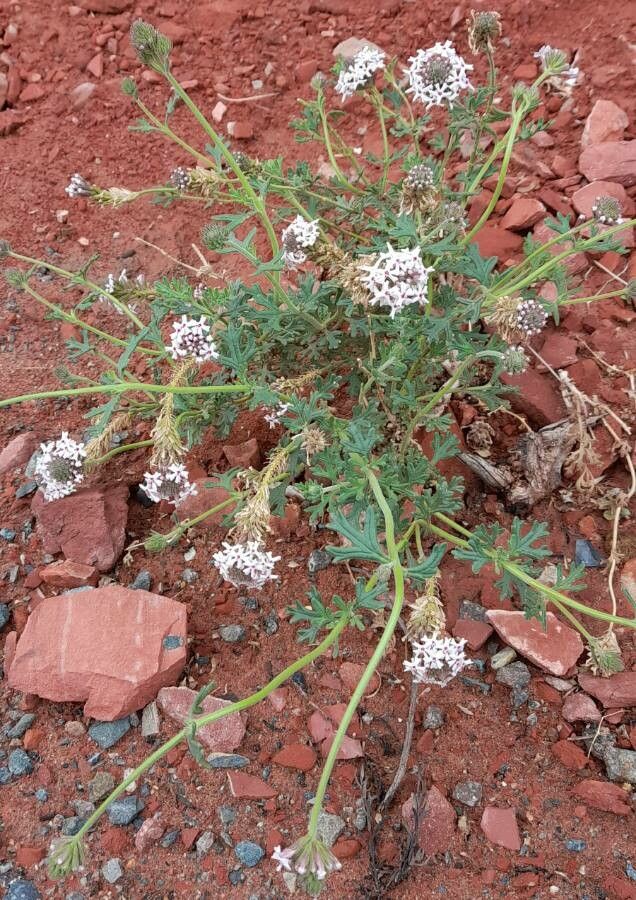 Junellia crithmifolia habit