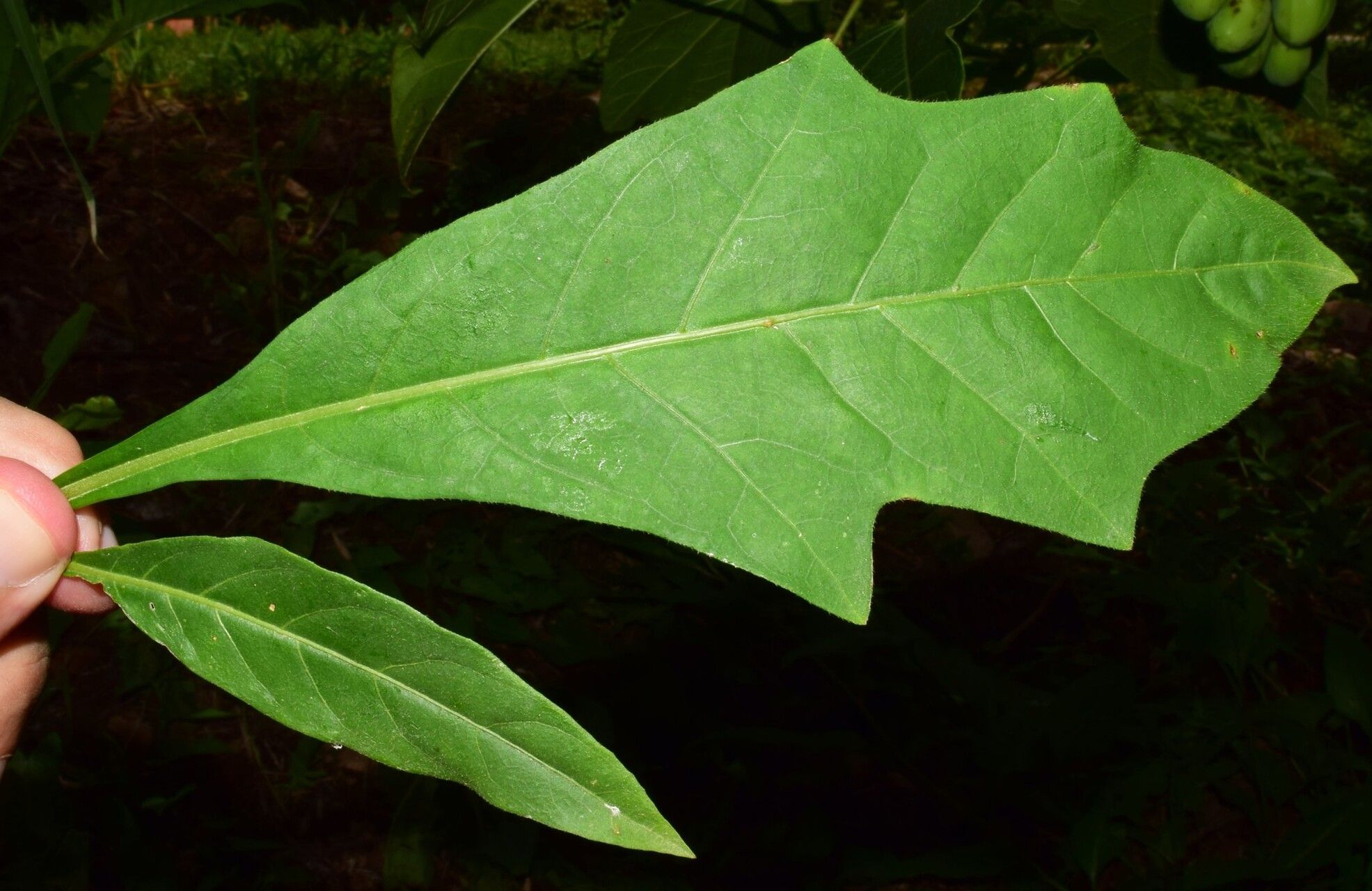 Solanum bicorne leaf