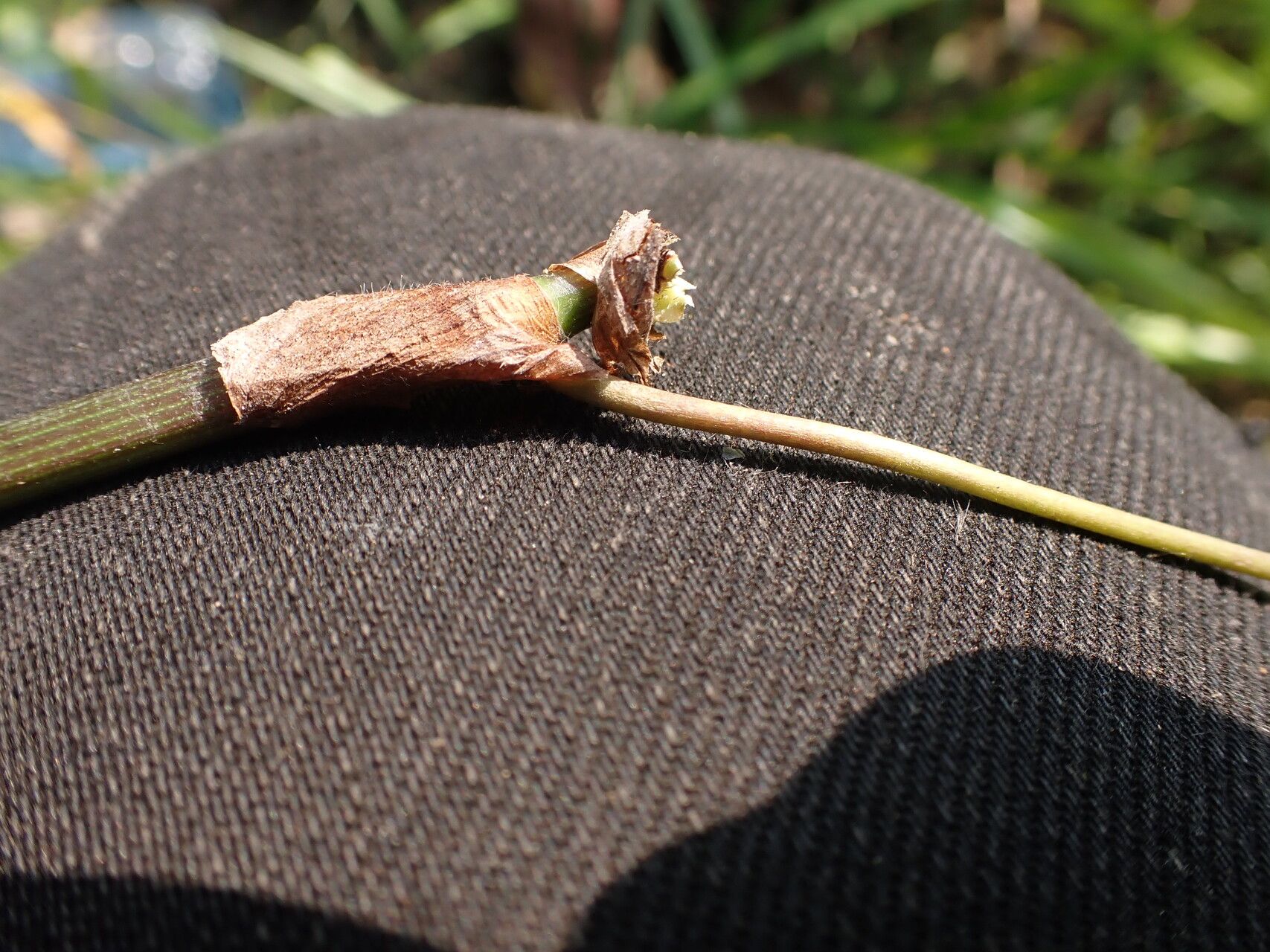 Commelina acutispatha bark