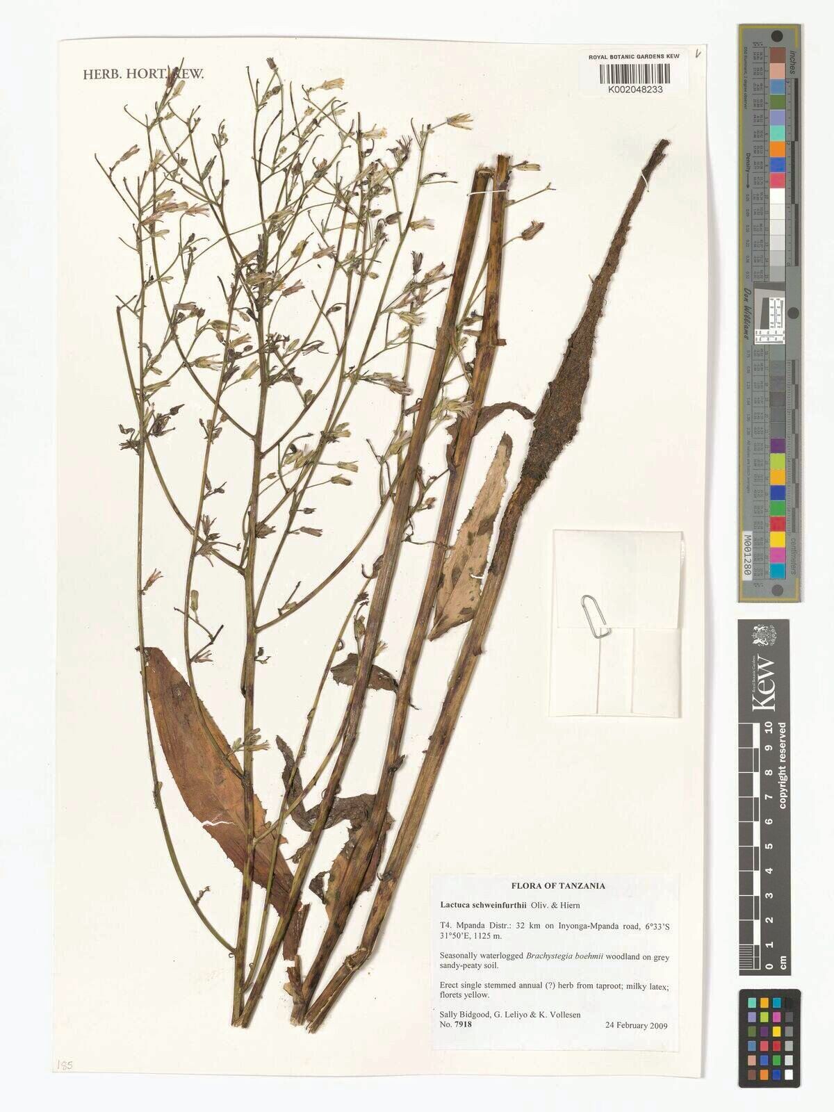 Lactuca schweinfurthii — houseplant care guide