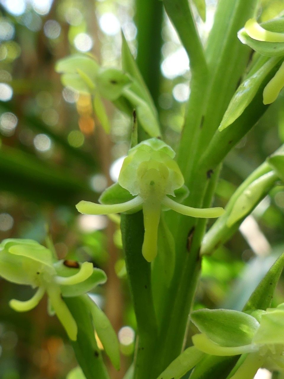 Habenaria praealta flower
