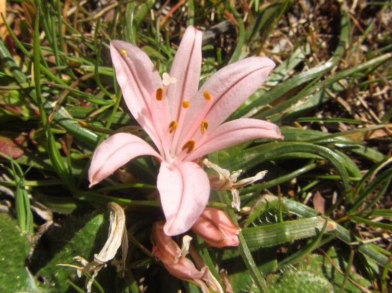 Asphodelus acaulis flower
