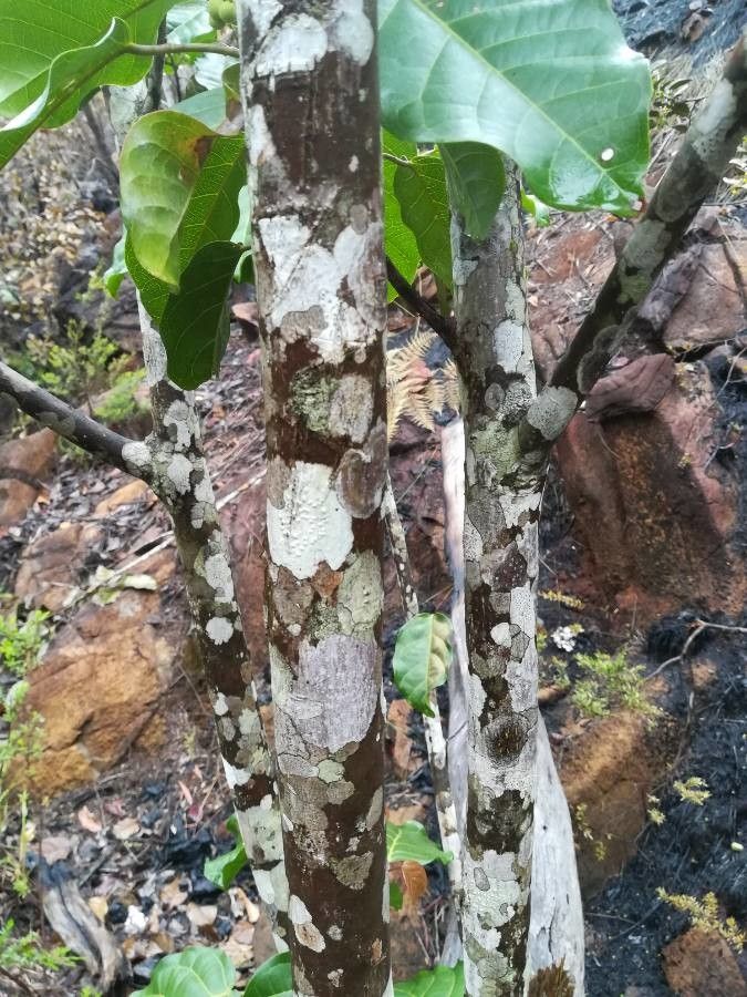 Macaranga coriacea bark