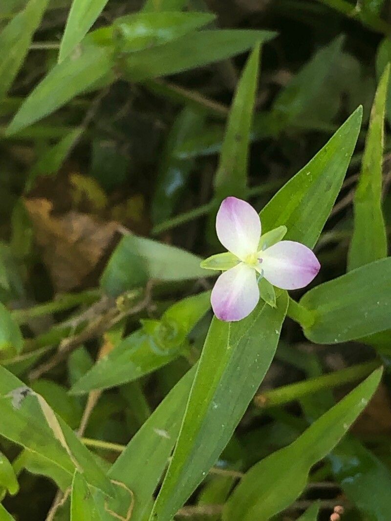 Murdannia keisak flower