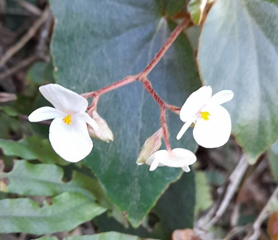 Begonia subvillosa — houseplant care guide