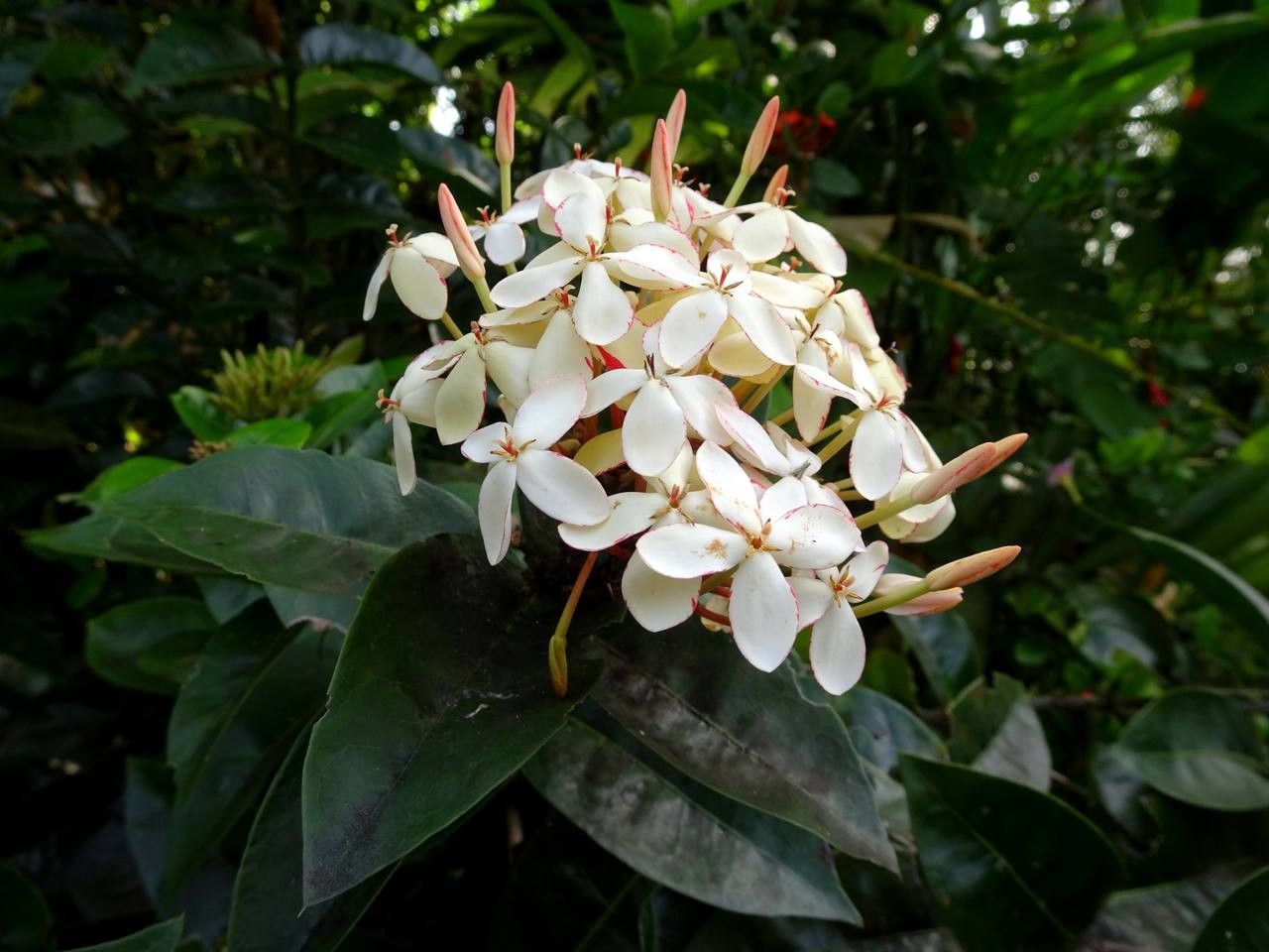 Ixora spp. fruit