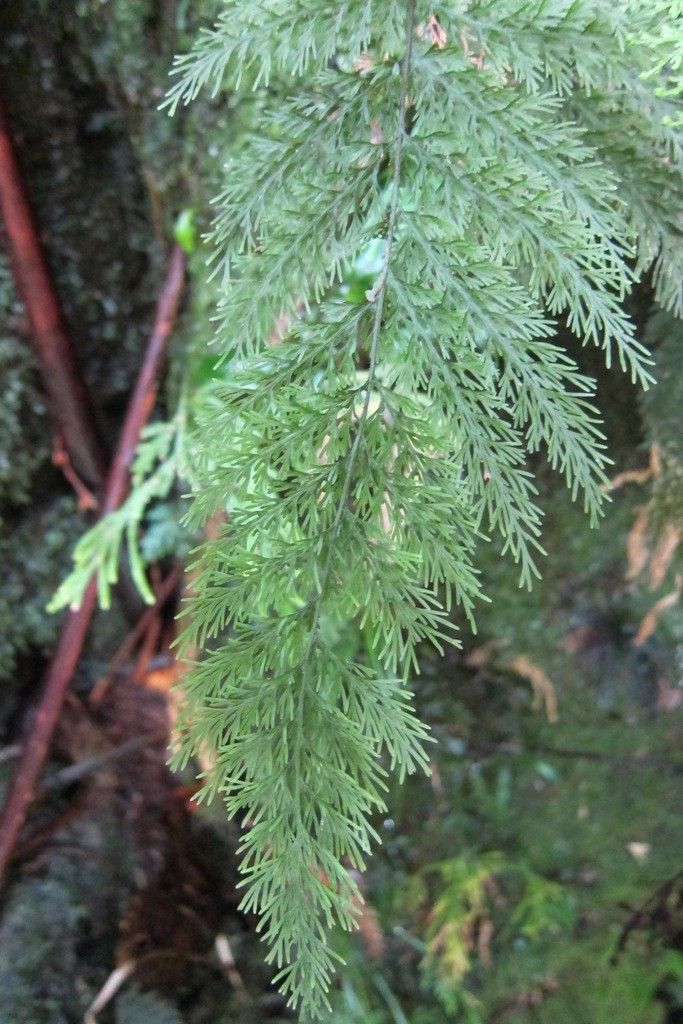 Trichomanes apiifolium — houseplant care guide