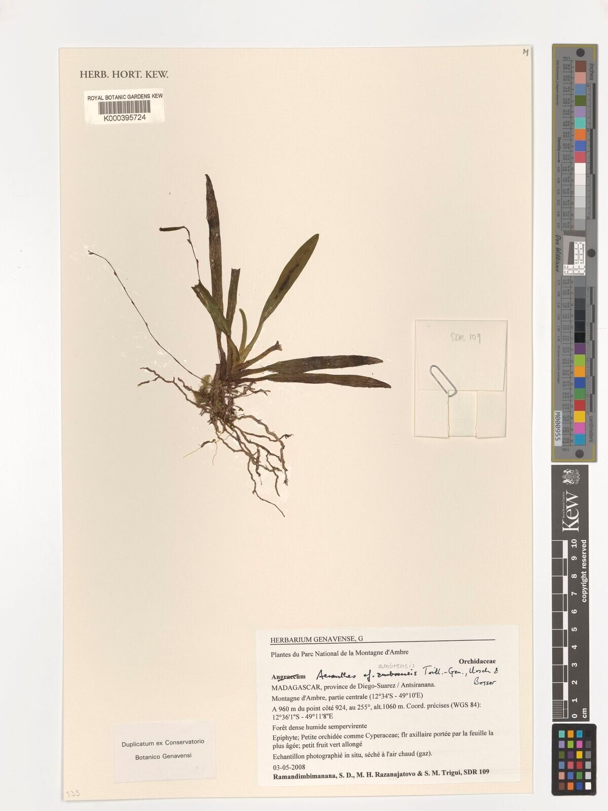 Aeranthes ambrensis — related species from the same genus