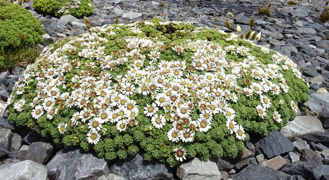 Xenophyllum dactylophyllum habit