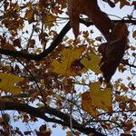 Liriodendron chinense