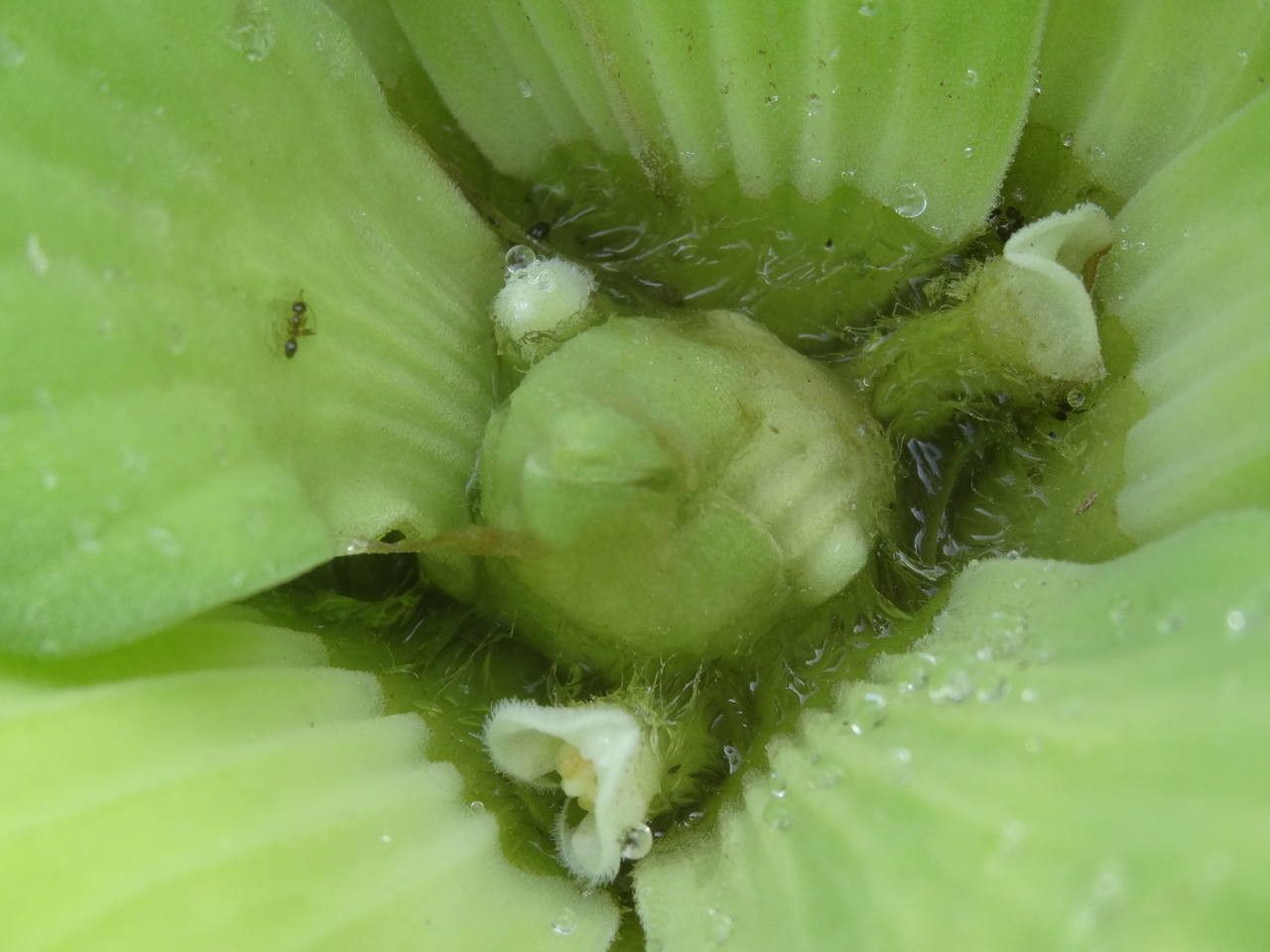 Pistia stratiotes fruit