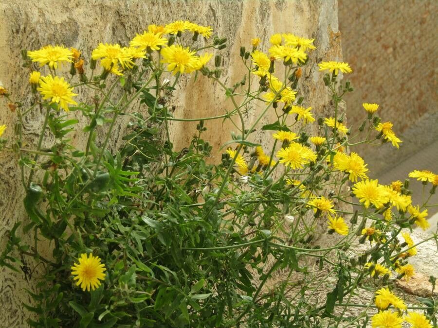 Sonchus tenerrimus flower