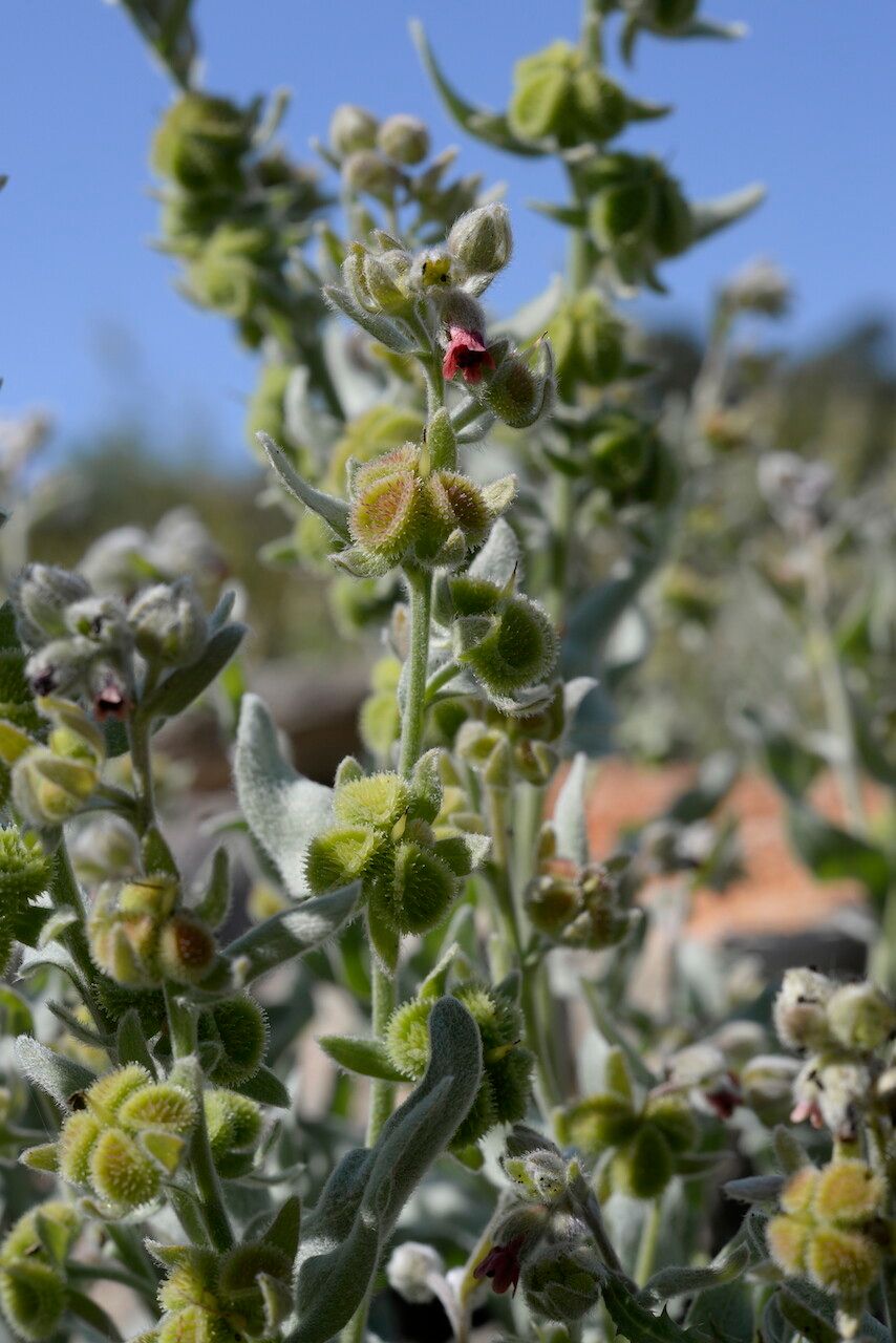 Pardoglossum cheirifolium flower