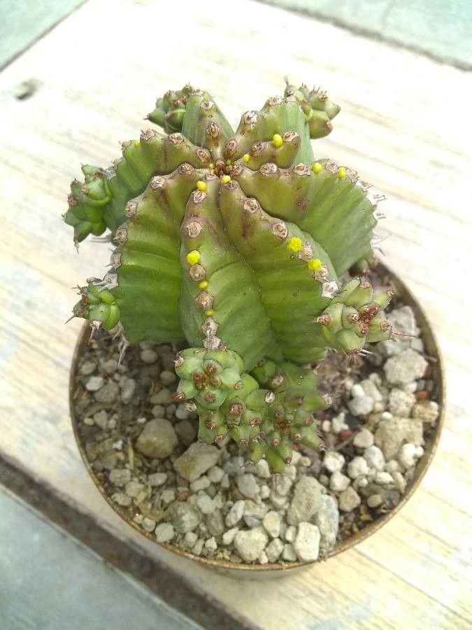 Euphorbia pulvinata fruit