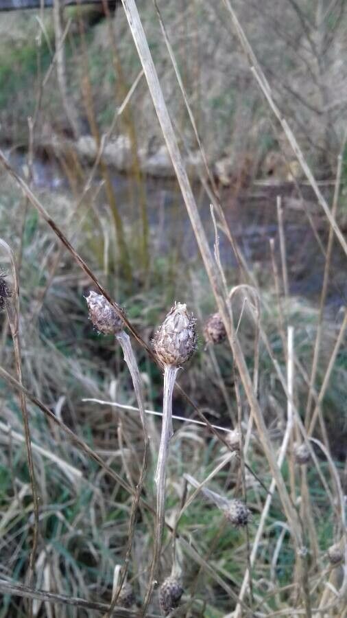 Cheirolophus intybaceus fruit