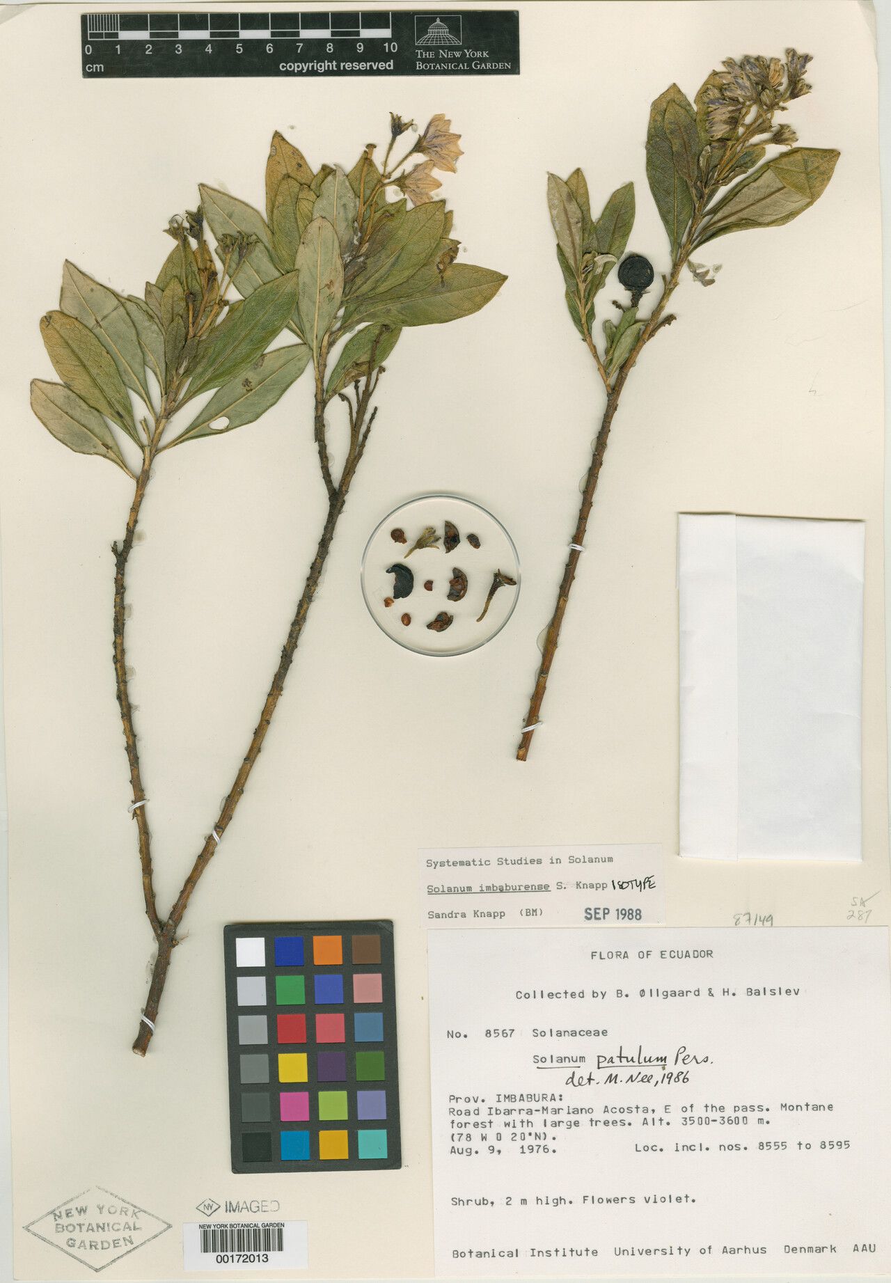 Solanum imbaburense — houseplant care guide