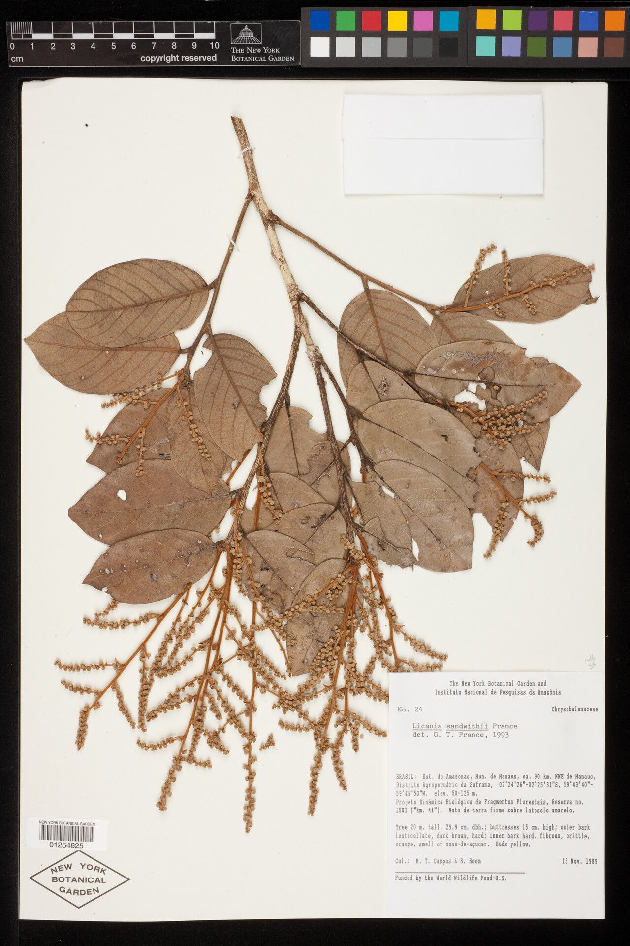 Licania sandwithii leaf