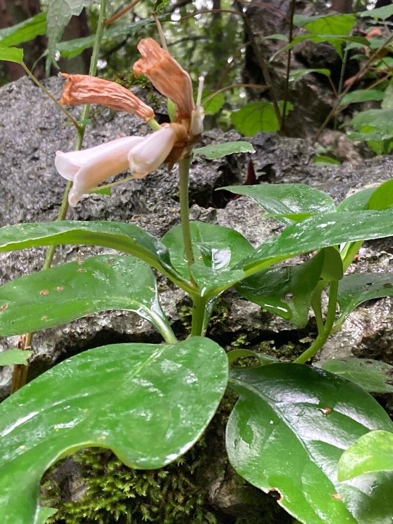 Hemiboea subcapitata flower