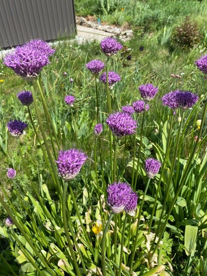 Allium validum flower