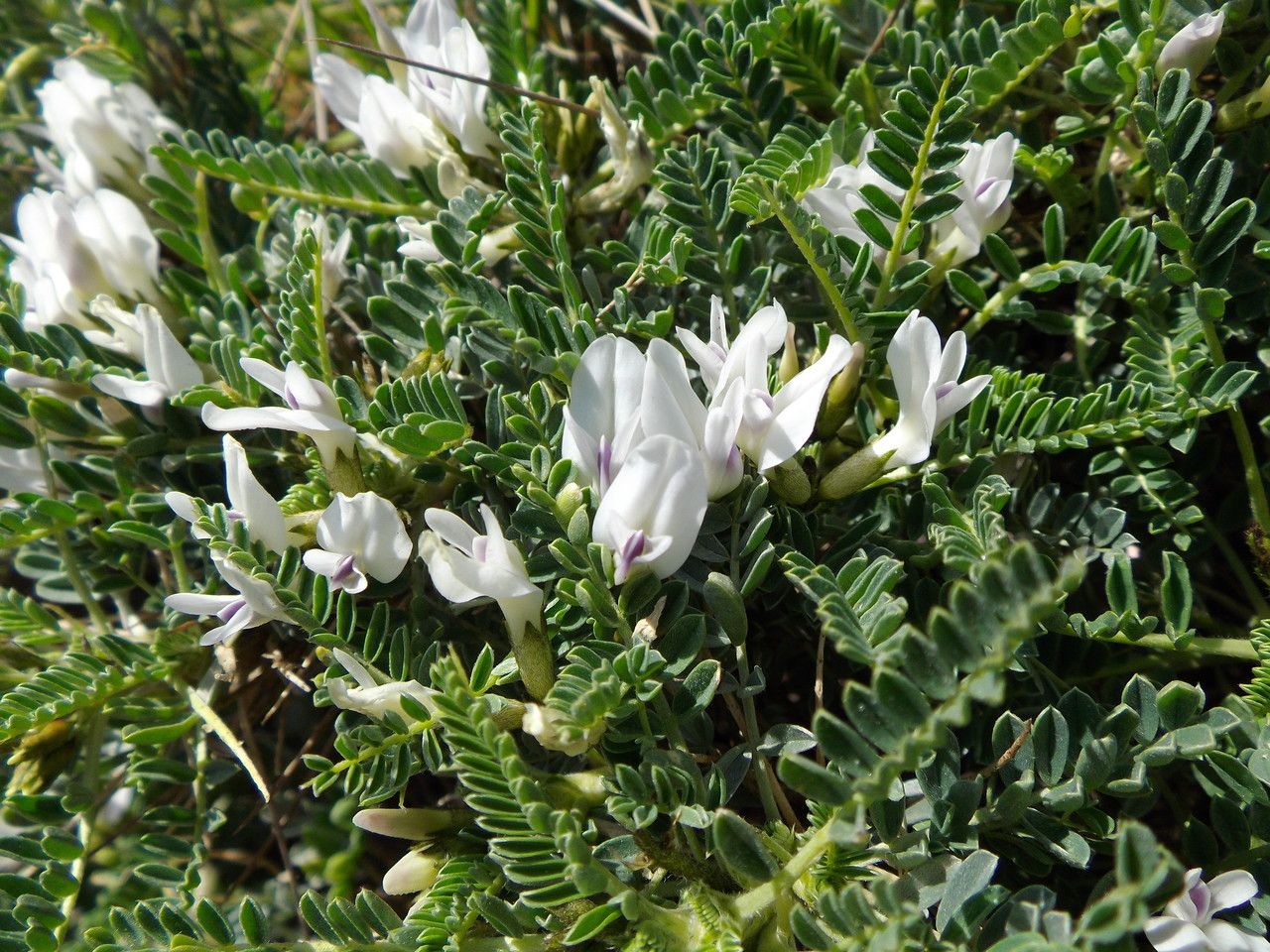 Astragalus genargenteus habit