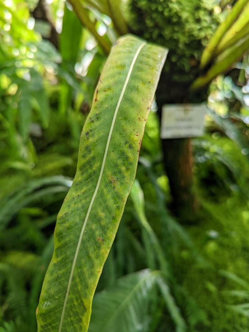 Pyrrosia distichocarpa leaf