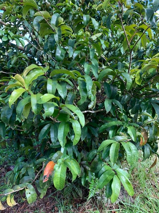 Syzygium multipetalum habit
