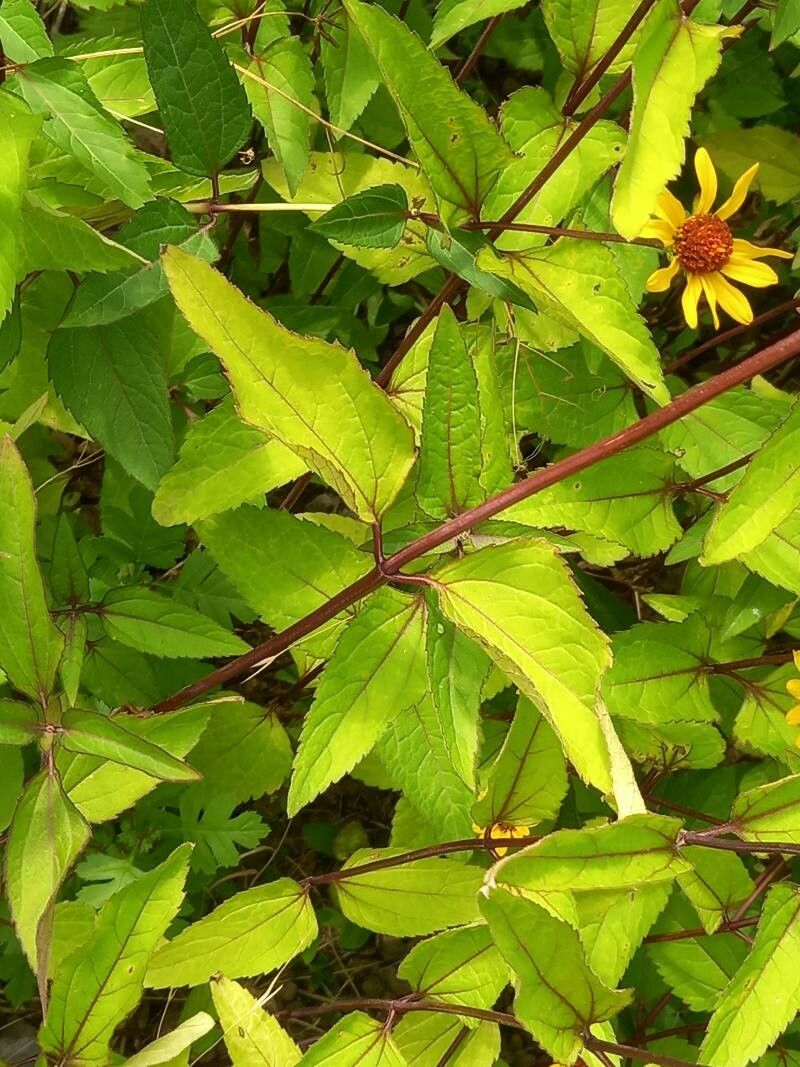 Helianthus pauciflorus leaf