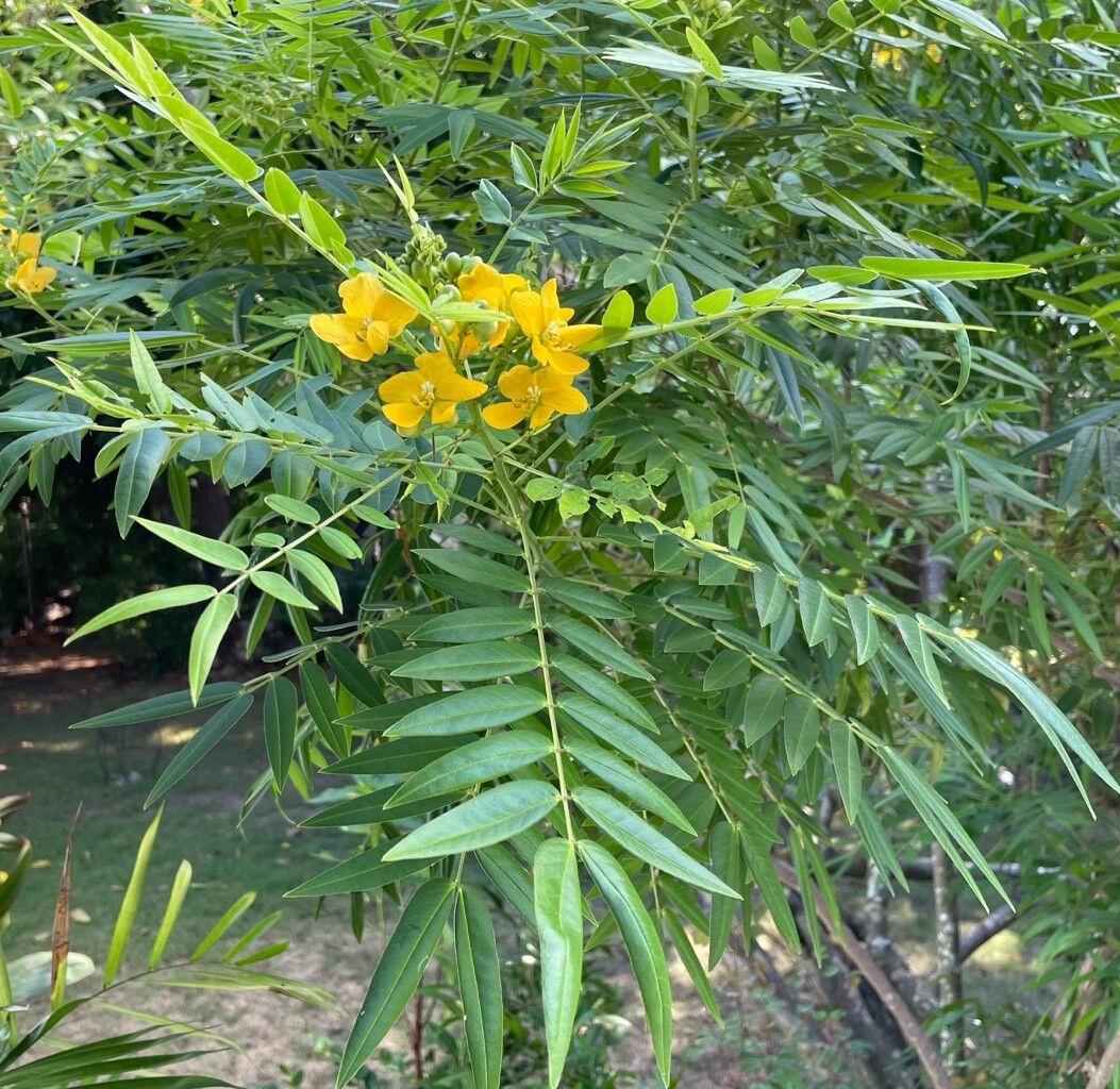 Senna ligustrina habit
