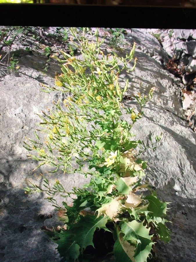Lactuca longidentata flower