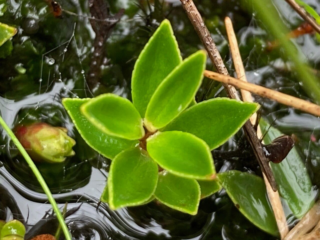 Myrteola nummularia leaf