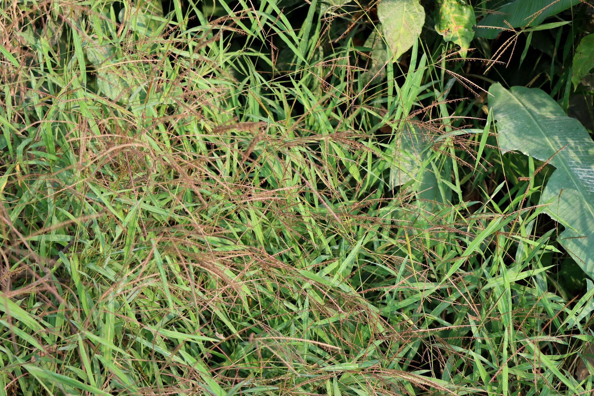 Microstegium fasciculatum habit