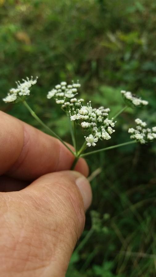 Peucedanum gallicum flower