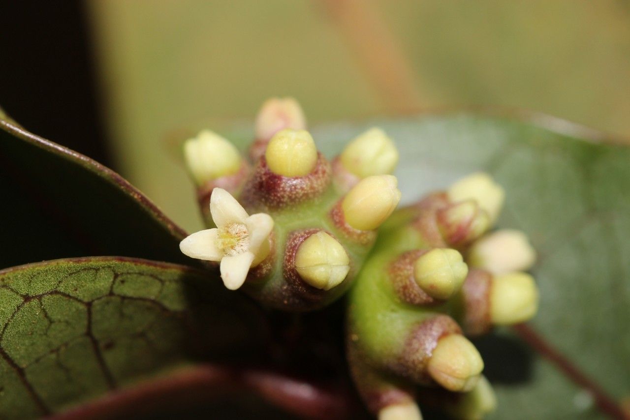 Gynochthodes truncata — houseplant care guide