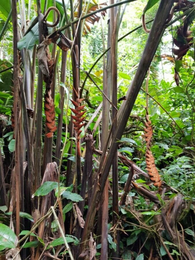 Heliconia danielsiana habit