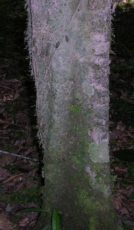 Nectandra hypoleuca bark
