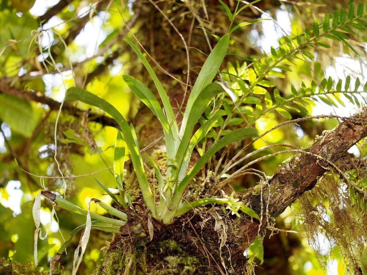 Thelasis carinata — houseplant care guide